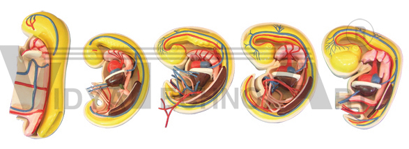 The dissection model of digestion、respiration、urogenital and coelomic arises (5parts)